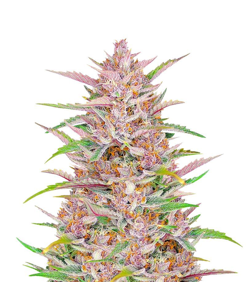 Gorilla Punch Auto, Фасовка: 3